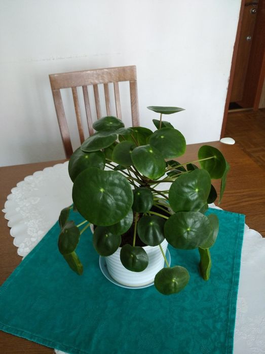 Pieniążek - Pilea