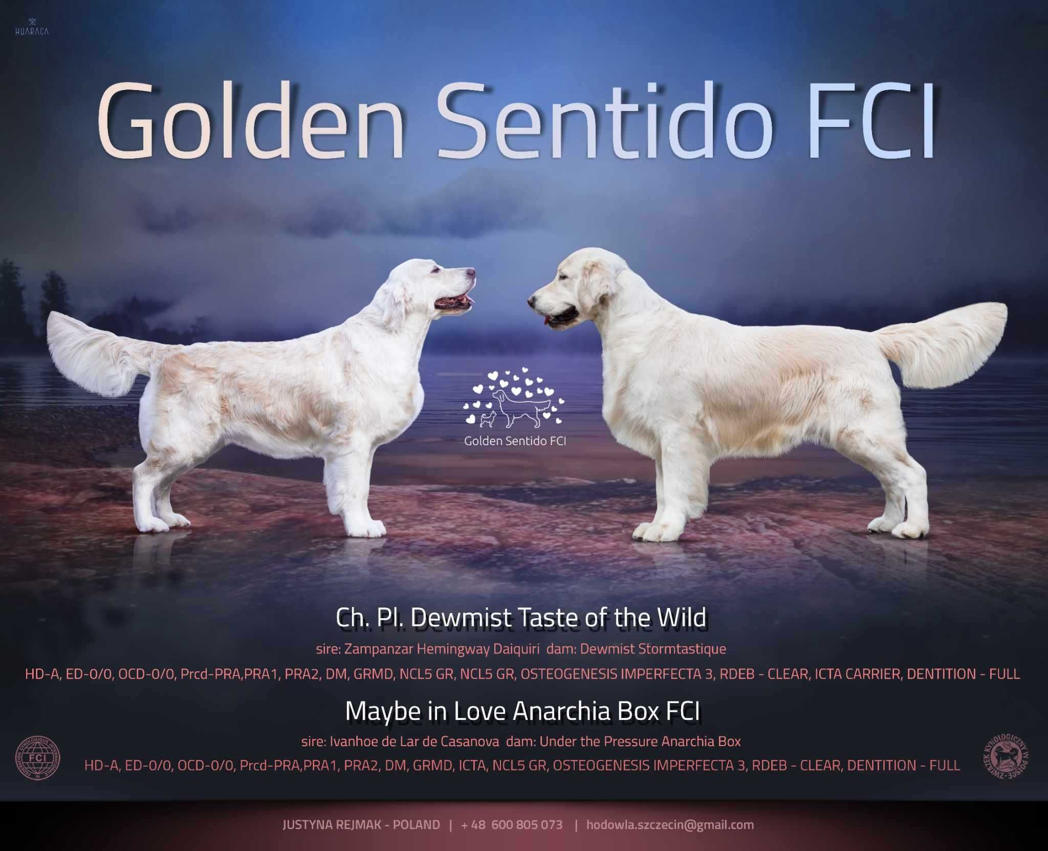 Golden Retriever FCI