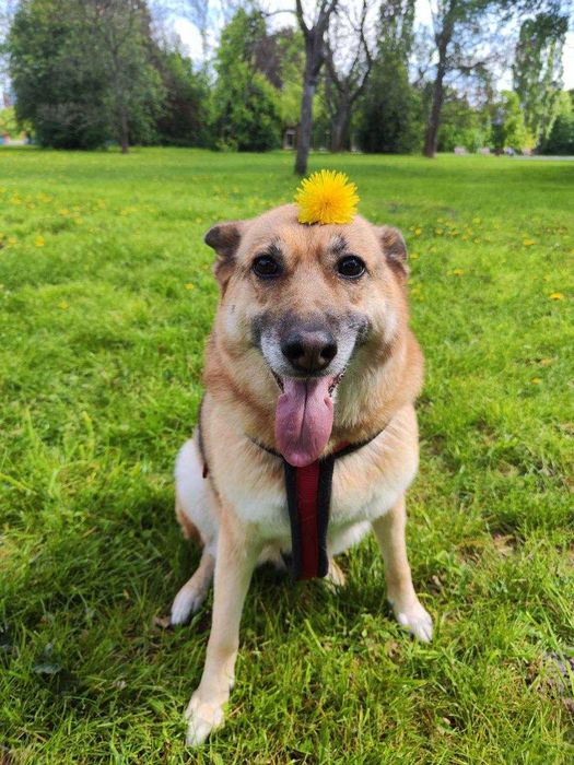 Kompleksowy grooming – czysty i zadbany pupil