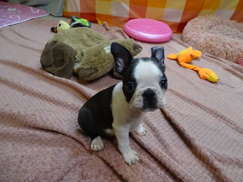 Boston Terrier samiec FCI