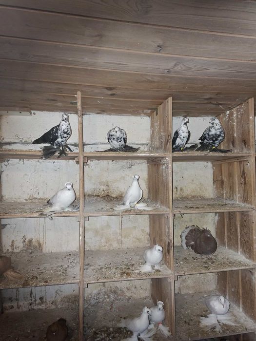 Gołębie Ozdobne Gołębie