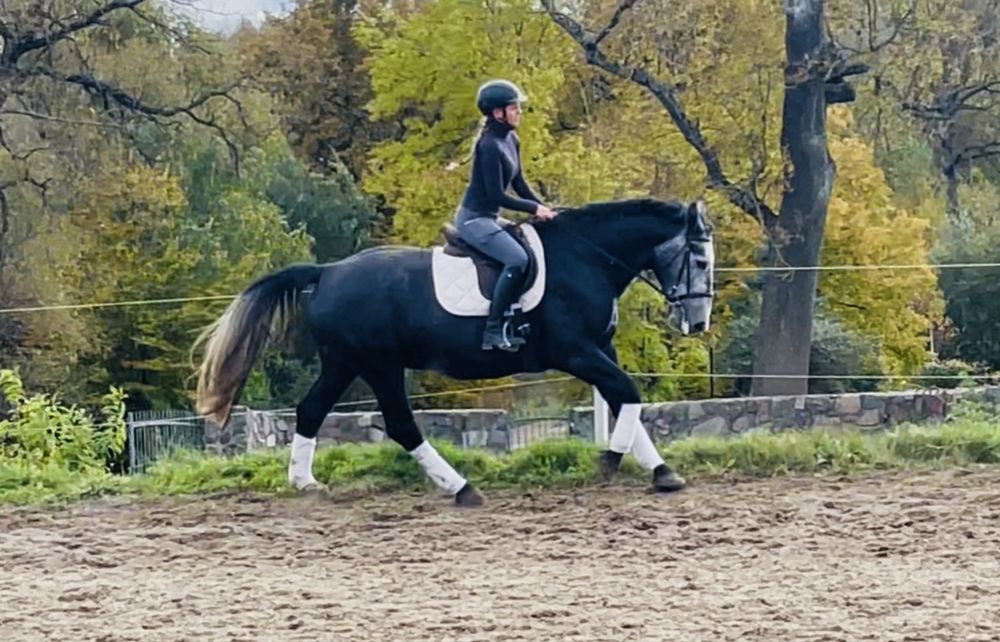 Piękna śląska klacz do sportu lub rekreacji