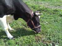 недоуздок корове узда быку обродь джерсейская голштинская