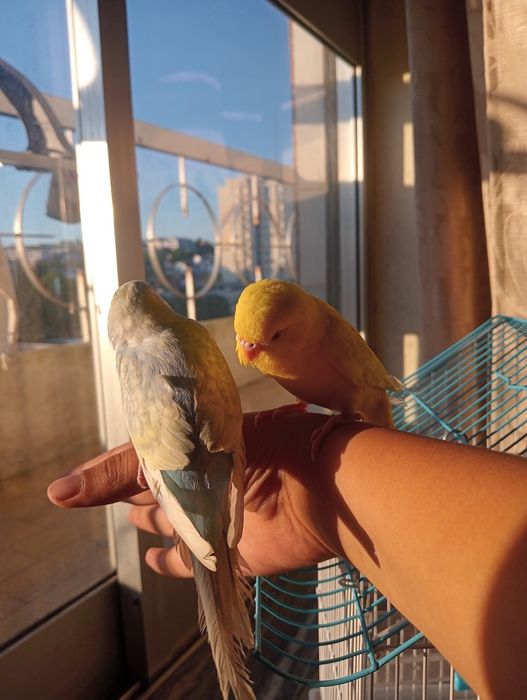 2 piriquitos domésticados