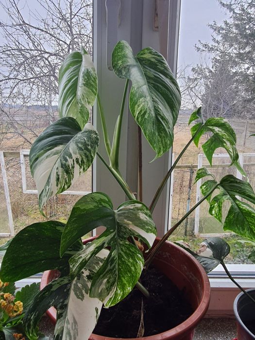 Monstera veg Sprzedam wysyłka w cenie