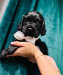 Cocker spaniel angielski Piesek Rodowód