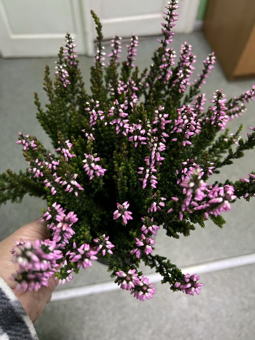 Вереск +барбарис  набір