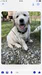 Golden Retriever piesek