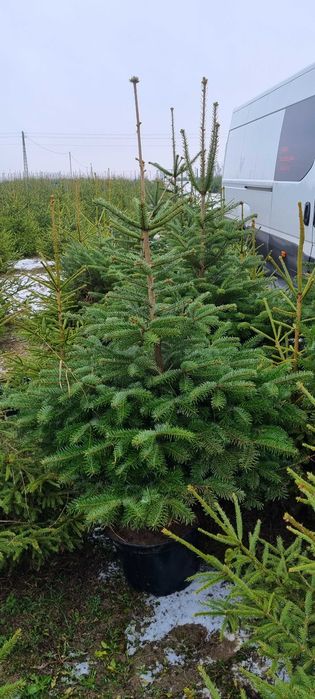 Choinki z własnej plantacji
