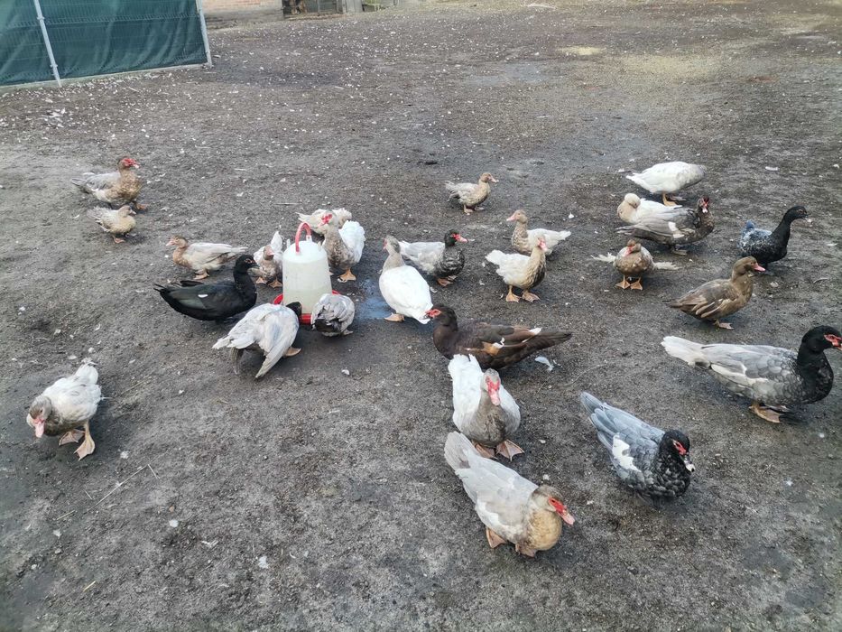 Kaczki francuskie pełno barwne