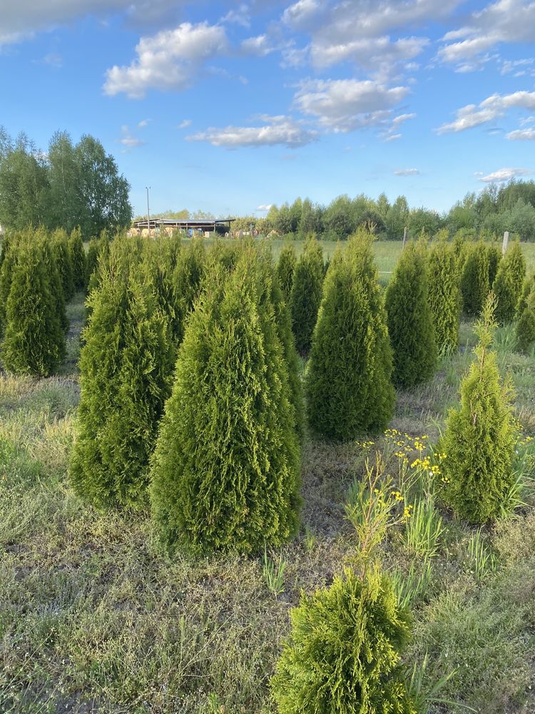 Tuja Szmaragd PREMIUM 200 cm  Brabant Świerk - Nasielsk