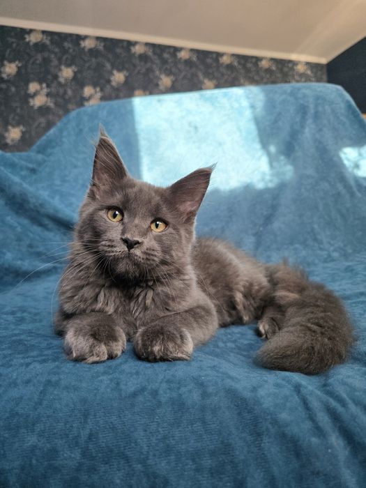 Хлопчик та дівчинка красивого кольору. Мейн-кун