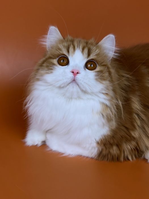 Шотландська дівчинка, хайленд страйт.