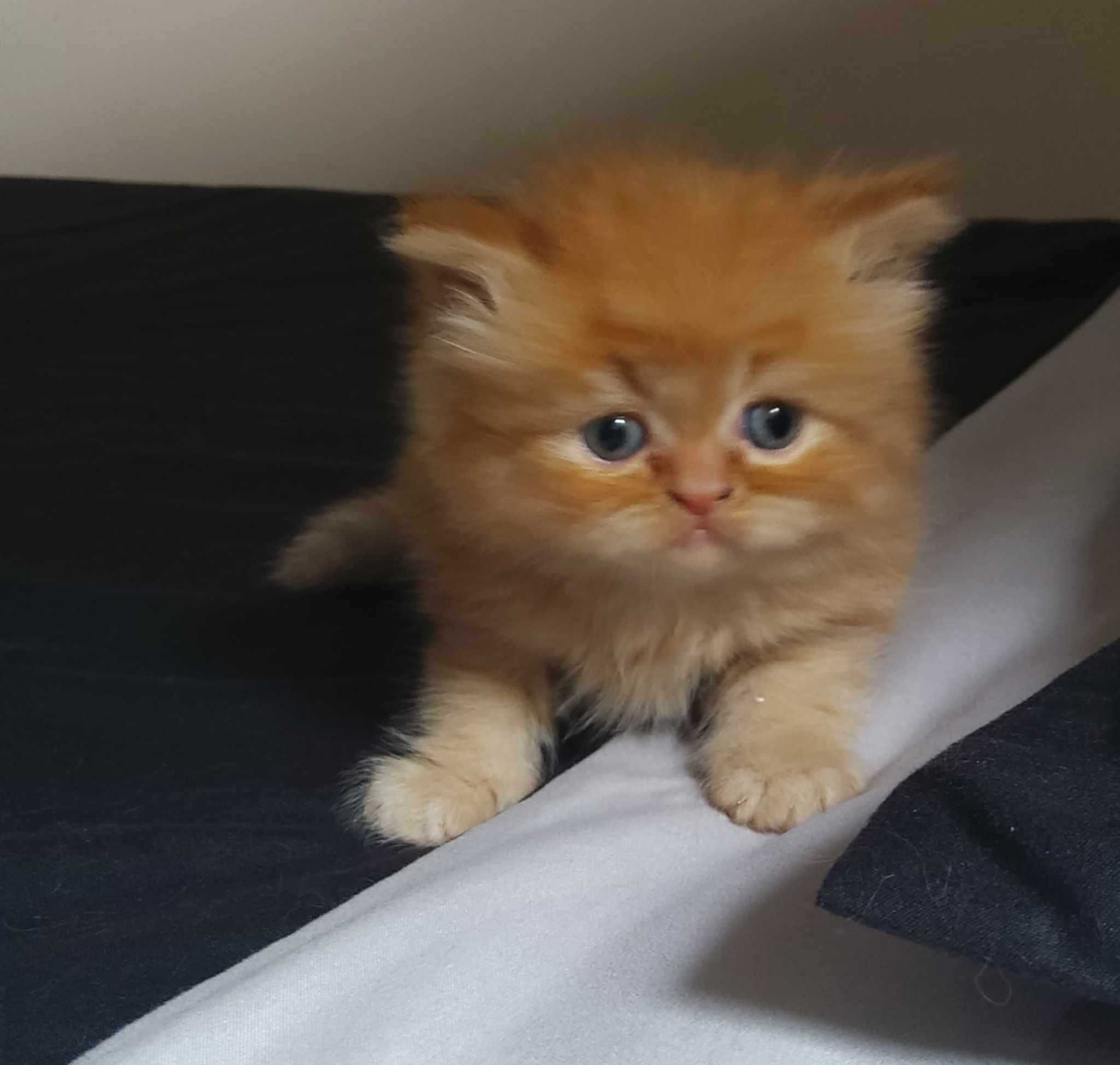 Gato persa puro red