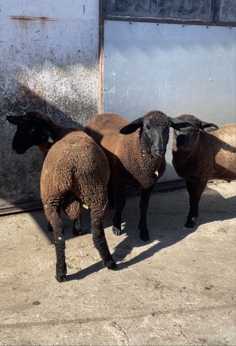 2 borregos cx de merino 1 cx de p3