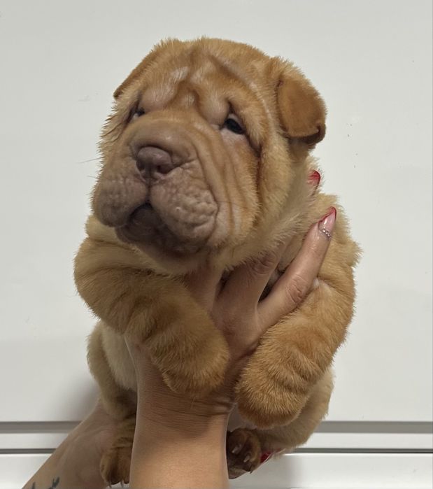 SharPei/ Shar Pei