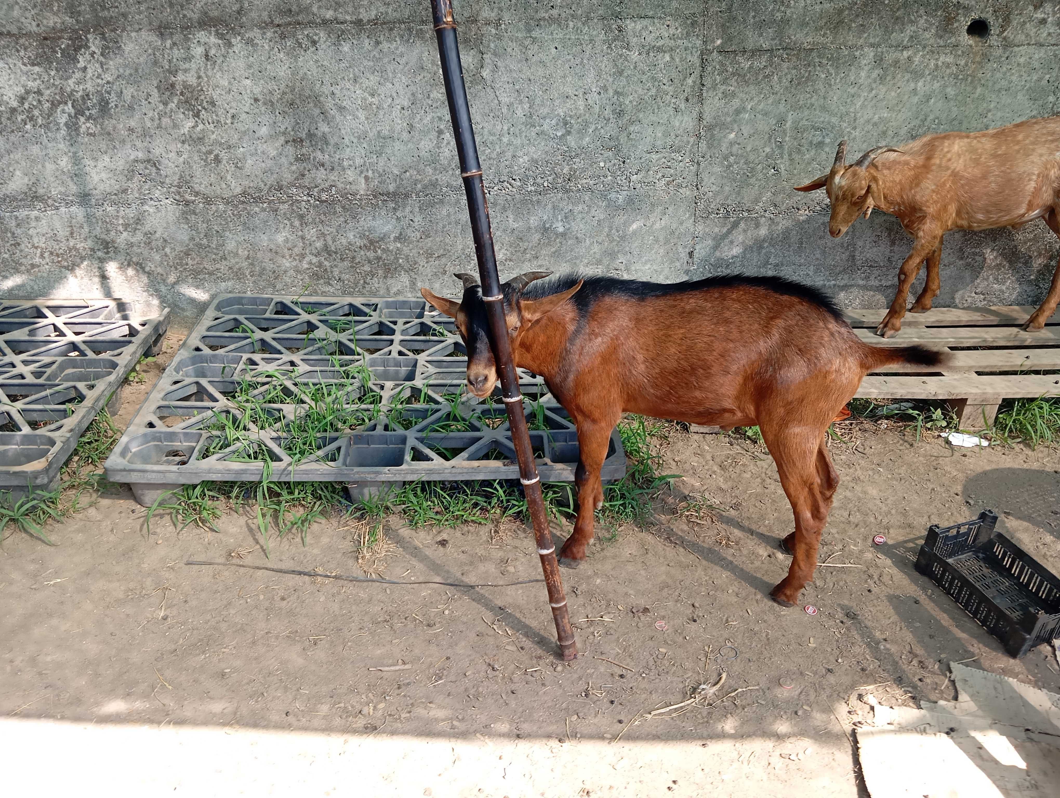 Animais de quinta para mudar de pasto