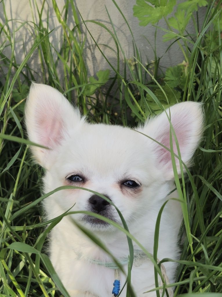 NIKO chihuahua biały piesio ZKwP (FCI)