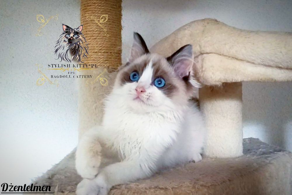 Ragdoll FPL kocurek/badania genetyczne