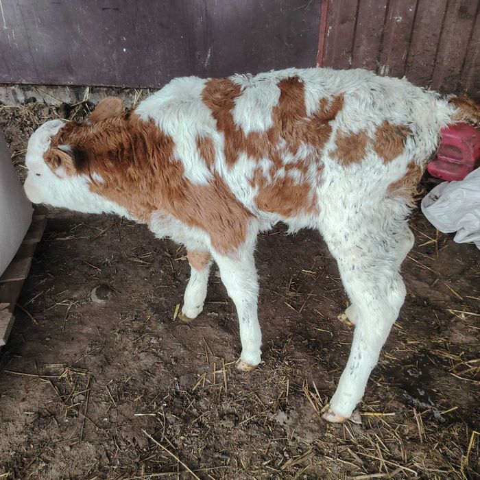 Byczek 3 sztuki ,  mieszaniec mięsny simental