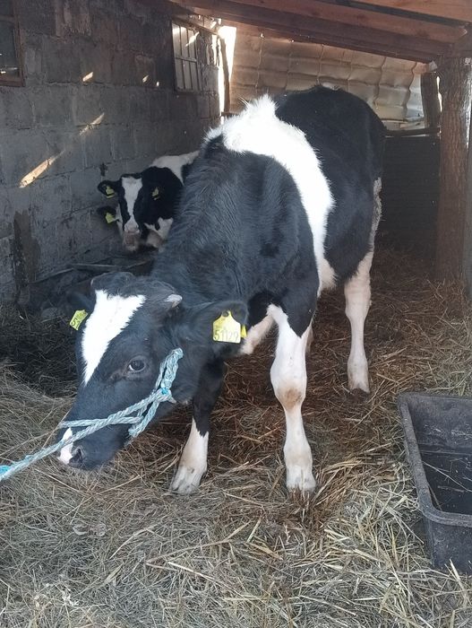 Byk 7 miesięcy mieszany