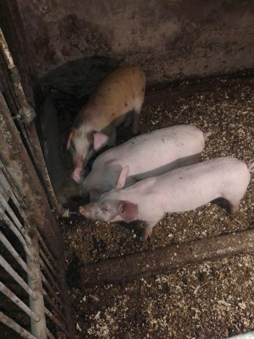 Поросята. Пацюки. Лошки