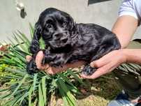 Piekny Cocer Spaniel z rodowodem