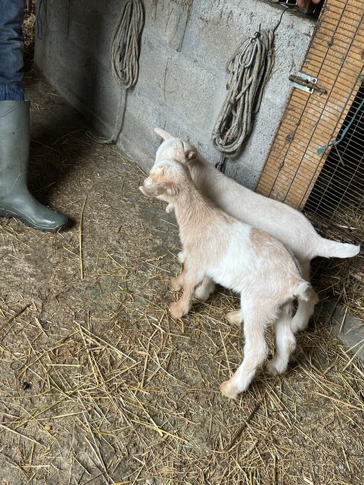 CABRA alpina  exelente linhagem