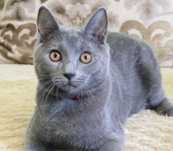 Chartreux - kocięta kartuskie