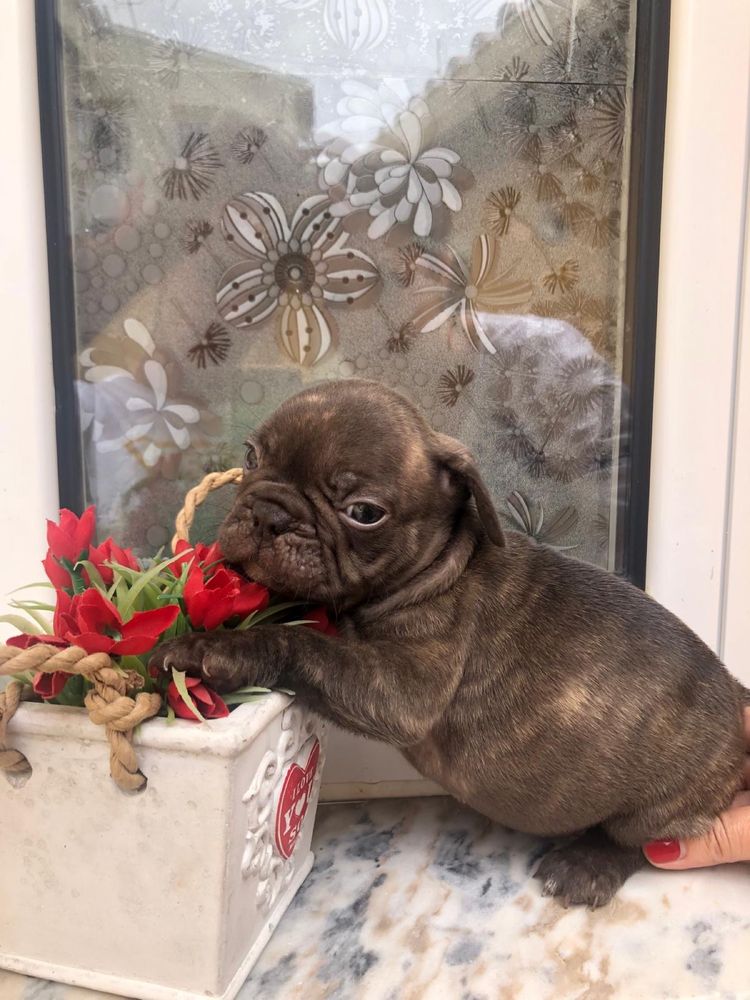 Bulldog francês   macho top exotico