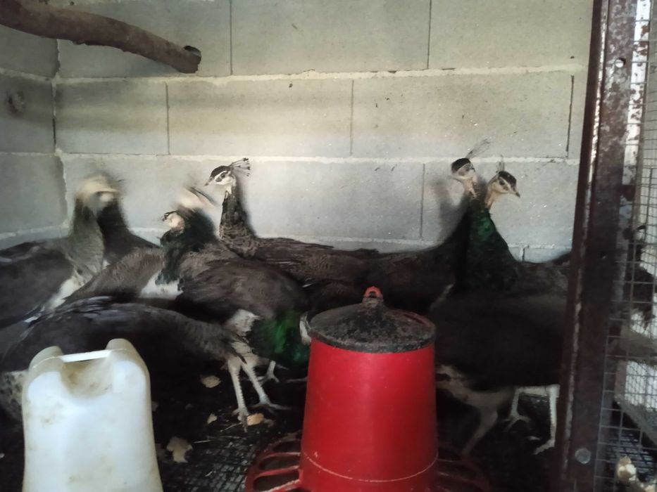 Pavões real azul para venda