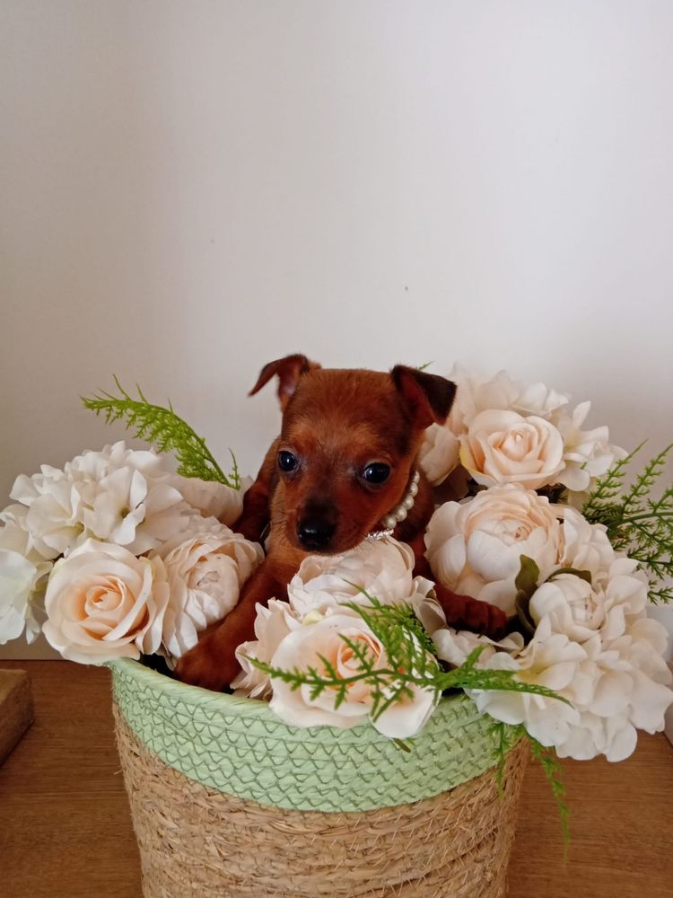 Pinscher Miniatura