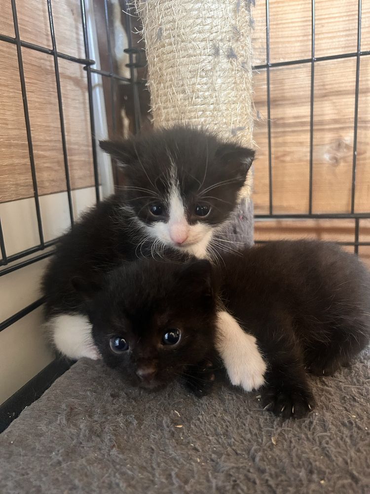 Kociaki do pilnej adopcji