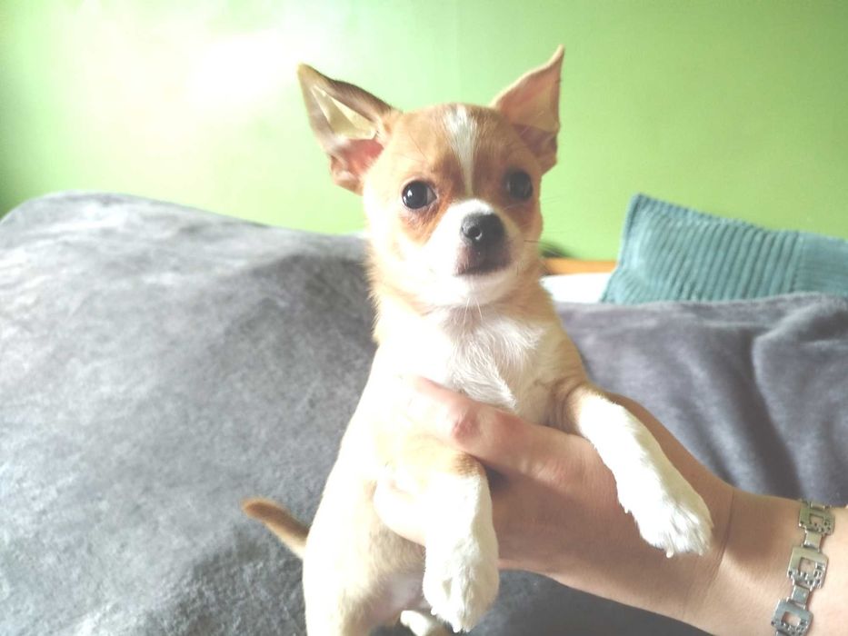 Chihuahua piesek gotowy na zmianę domu