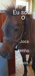 Pónei  muito manso