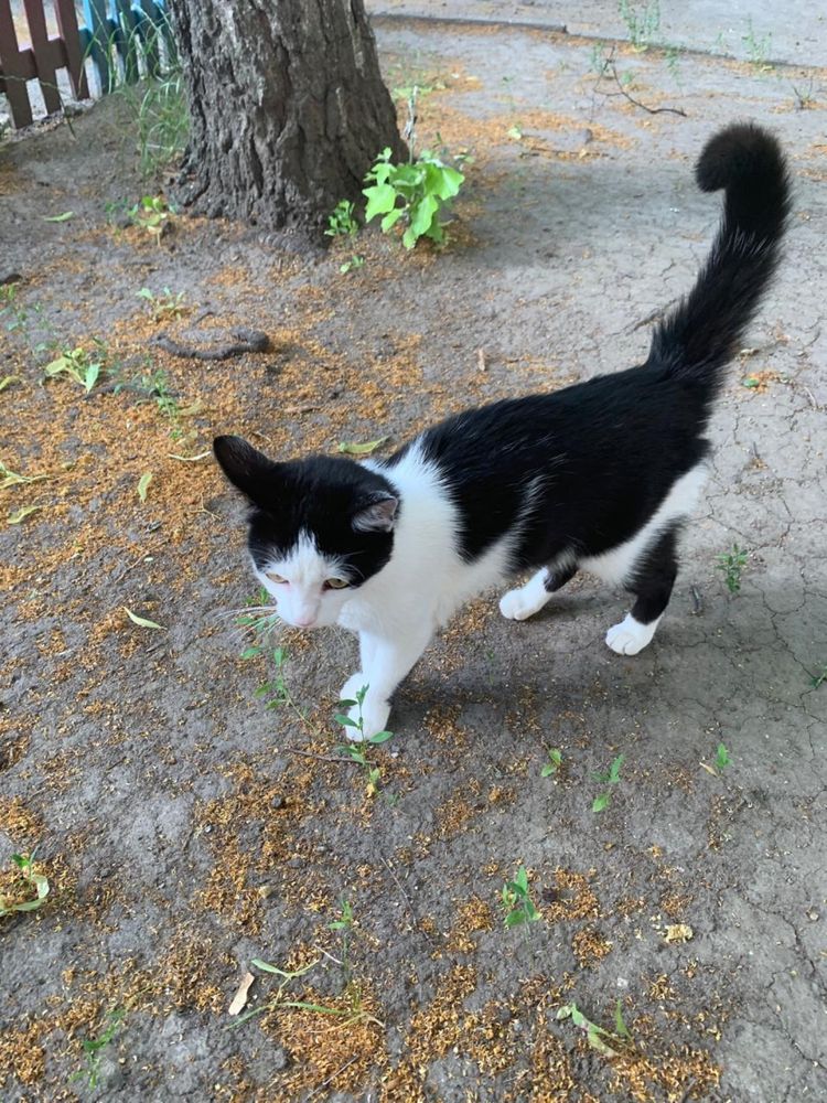 Котик молоденький 7 -8 міс