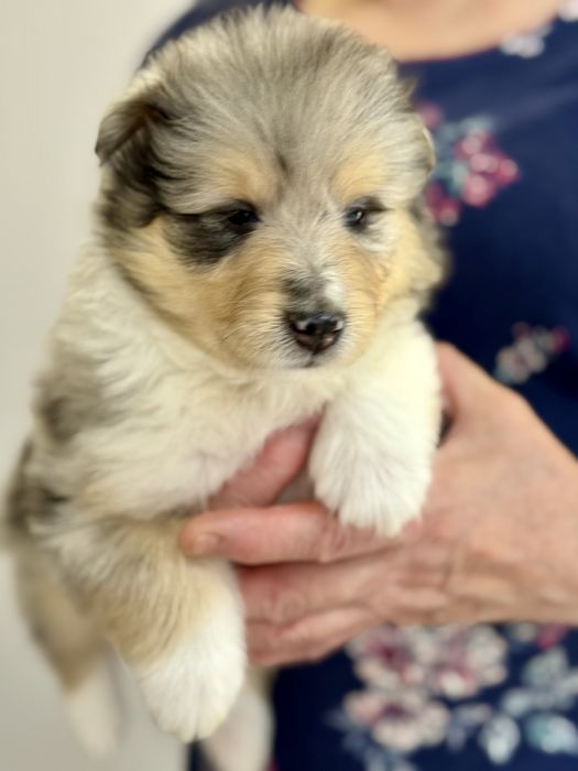 Цуценята коллі мраморного кольору