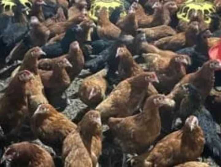 Kury Rosa Leghorn Dominant Lohman Greenshel