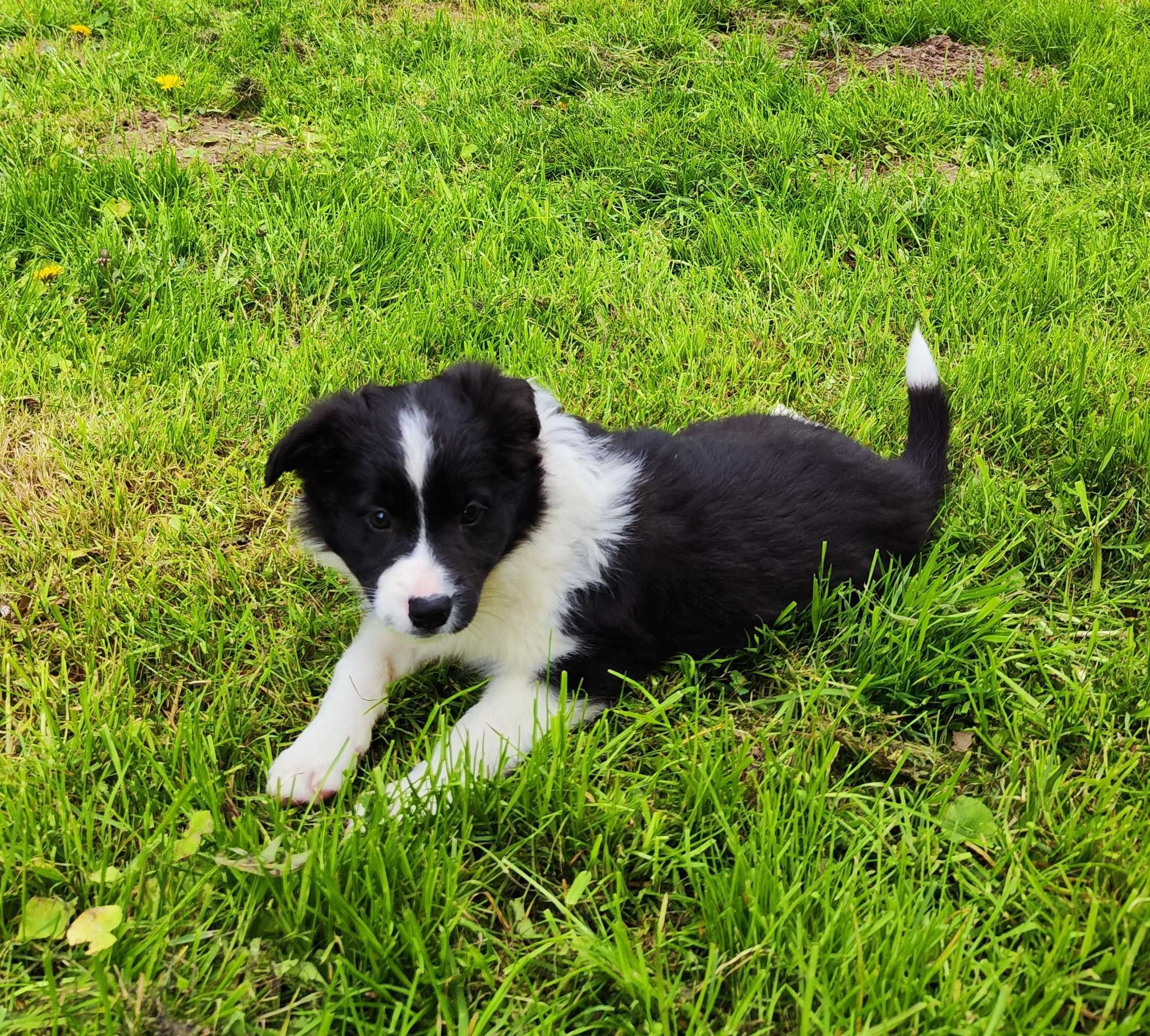 Border Collie - szczeniak