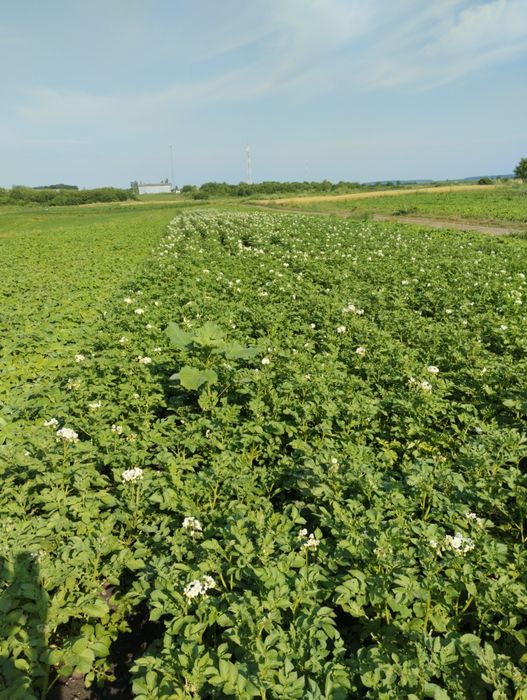 Картопля насінева