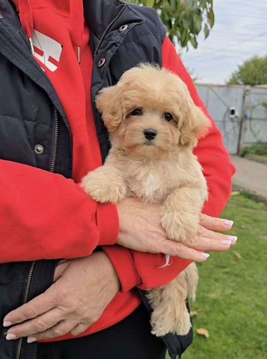 Неймовірні дівчатка. Мальтіпу Ф1.