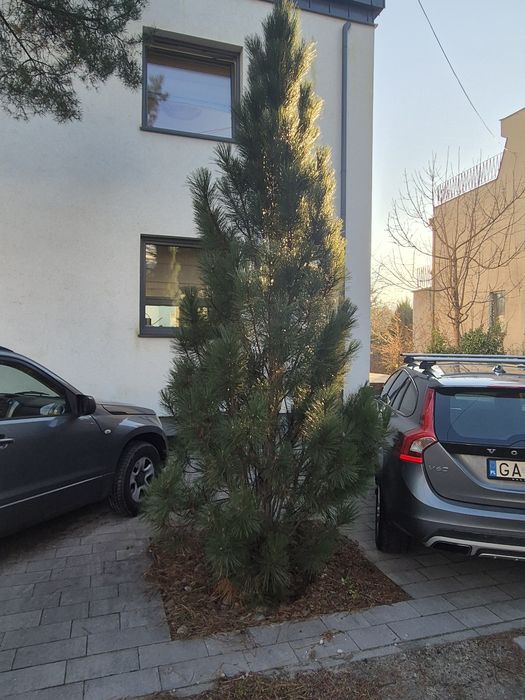 Sosna Czarna piramida, Pinus Nigra Pyramidalis