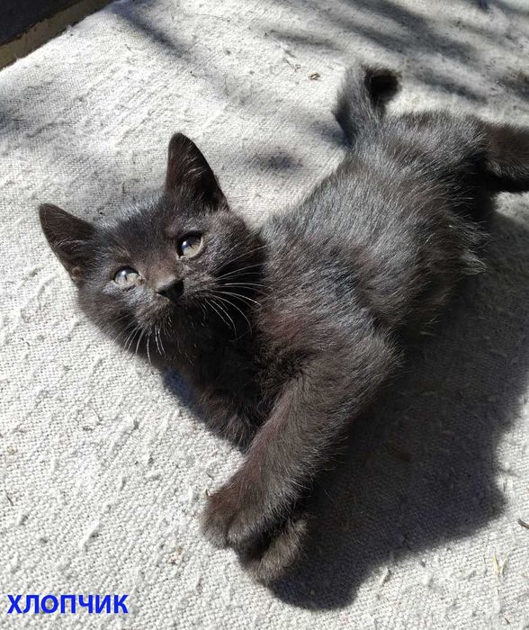 Котята Кошенята в добрі руки