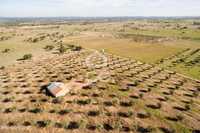 Terreno rústico de 11 hectares com vinha e olival | Granja