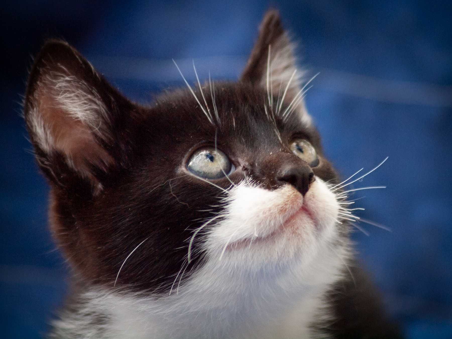 Harry i Hermiona -4 miesięczne kociaki na tropie domu- adopcja.