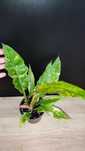 Filodendron Ring of Fire  don 10 cm