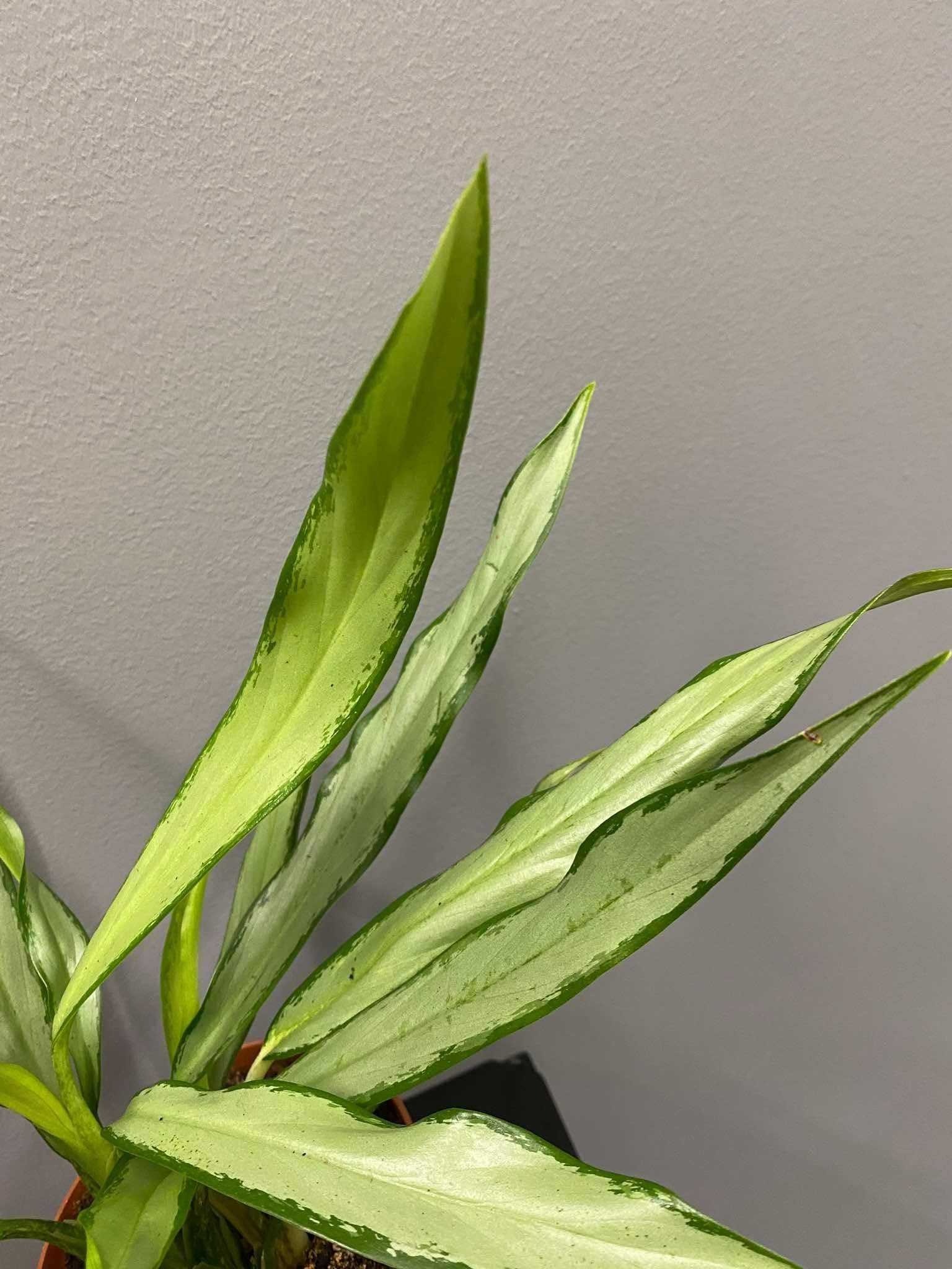 Aglaonema White Lance