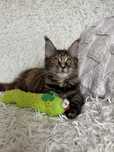 Kotka Maine coon