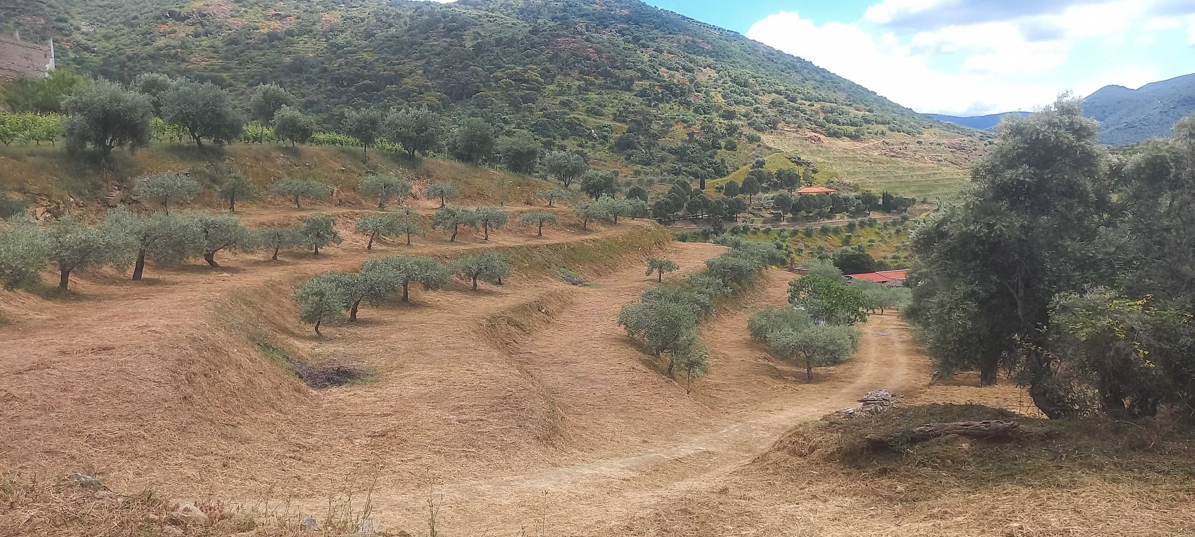 Terreno Rustico com olival em Coleja, Carrazeda de Ansiães