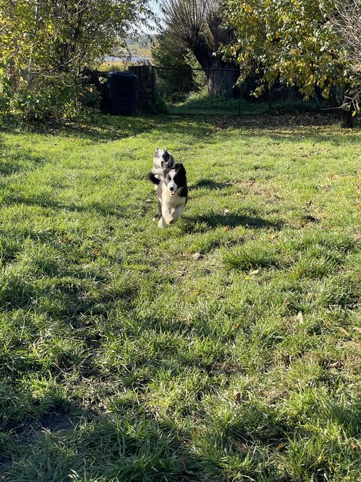 Suka border collie szczeniak